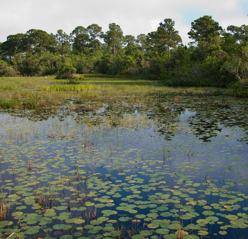 Florida Ecosystems Wetland Habitats
